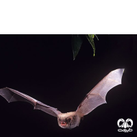 گونه خفاش انگشت دراز Long-fingered Myotis 